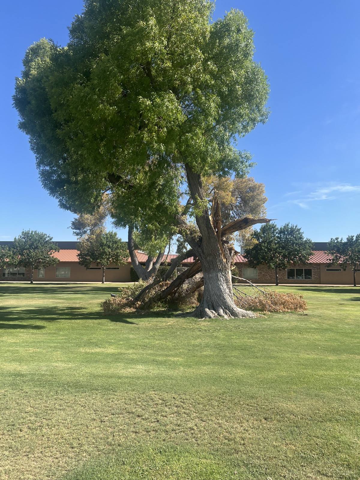 Tree and lawn maintenance