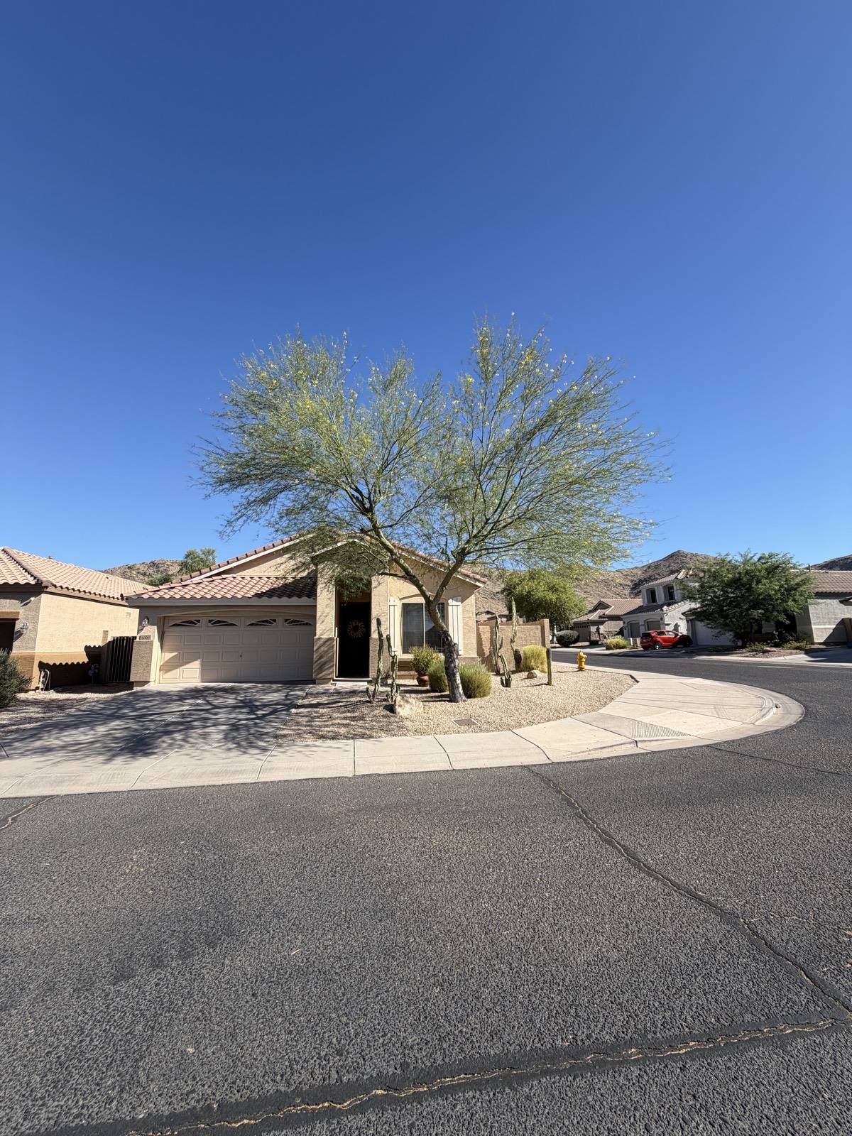 Desert tree and front yard landscaping